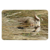 Magnet Premium de cochon mignon (Horizontal)