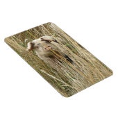 Magnet Premium de cochon mignon (Côté Droit)