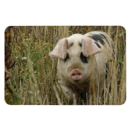 Magnet Premium de porc mignon (Horizontal)