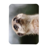 Magnet Premium Meerkat (Vertical)