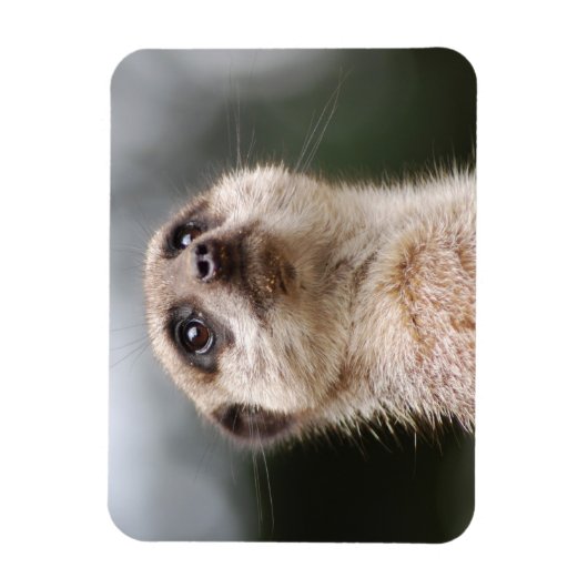 Magnet Premium Meerkat (Vertical)