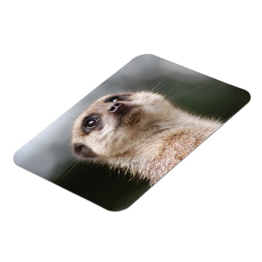 Magnet Premium Meerkat (Côté Gauche)