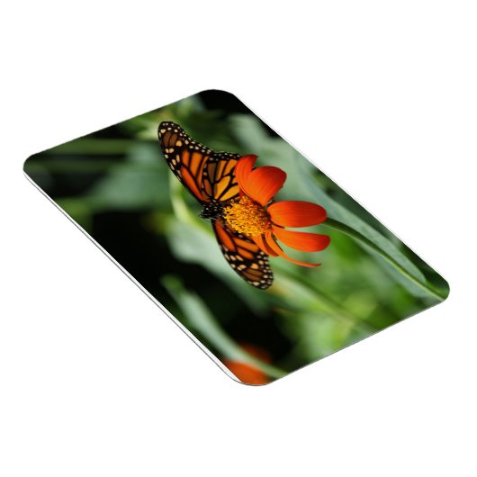 Magnet Premium Monarch Butterfly (Côté Droit)