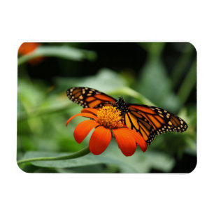 Magnet Premium Monarch Butterfly