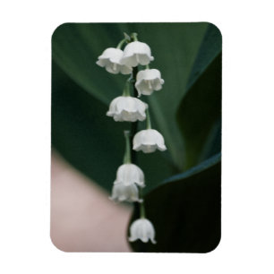 Magnet Premium Sweet Bells