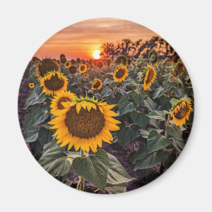 Magnet rond