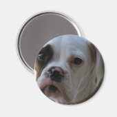 Magnet rond de chien de boxe à oeil noir (Recto/Verso)