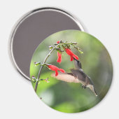 Magnet rond de colibri (Recto/Verso)