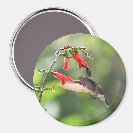 Magnet rond de colibri (Recto/Verso)