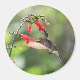 Magnet rond de colibri