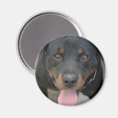 Magnet rond de l'image Rottweiler (Recto/Verso)