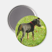 Magnet rond des marionnettes de Doberman (Recto/Verso)