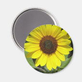 Magnet rond Plante de tournesol (Recto/Verso)