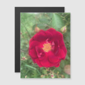 Magnet Rose (Devant / Derrière)