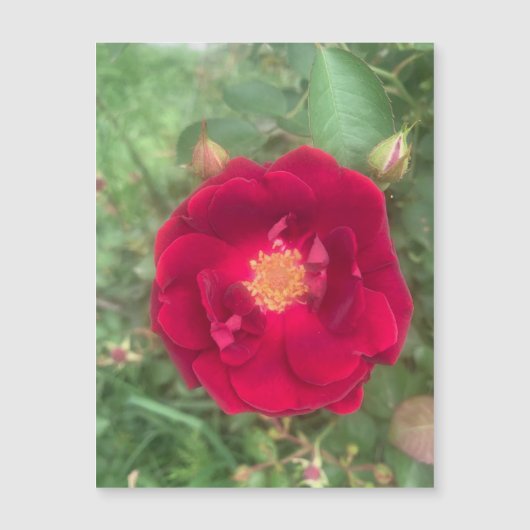 Magnet Rose (Devant)