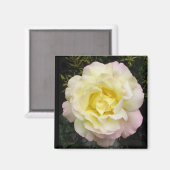 Magnet Rose de la paix (Recto/Verso)