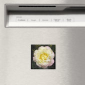 Magnet Rose de la paix (In Situ (Lave-vaisselle))