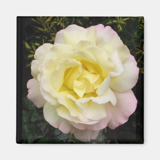Magnet Rose de la paix (Devant)