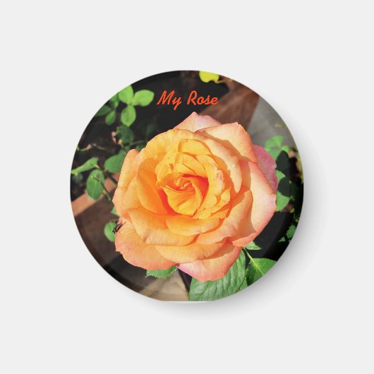 Magnet Rose orange (Devant)