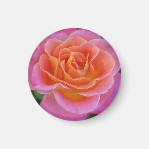 Magnet Rose rose et orange
