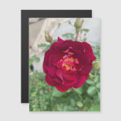 Magnet Rose timide (Devant / Derrière)