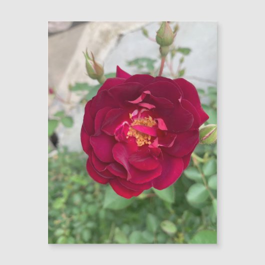 Magnet Rose timide (Devant)