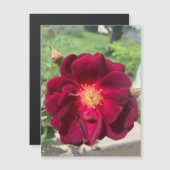 Magnet Rose Velvet (Devant / Derrière)