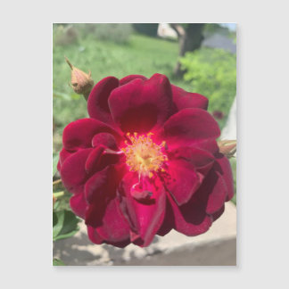 Magnet Rose Velvet