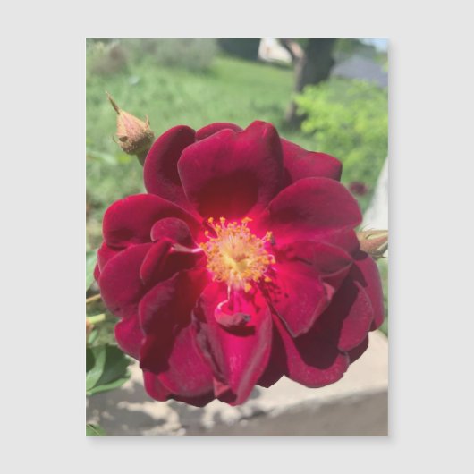 Magnet Rose Velvet (Devant)