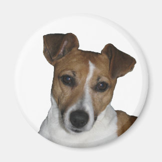 Magnet, rund, Jack Russell Terrier Magneet