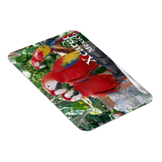 Magnet Scarlet Macaws (Côté Droit)