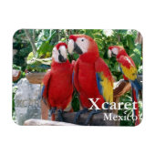 Magnet Scarlet Macaws (Horizontal)
