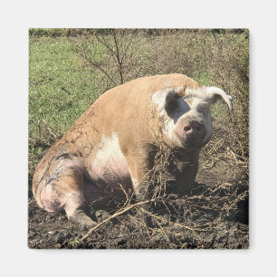 Magnet - Sheila, mijn Big Fat Pig Magneet