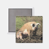 Magnet - Sheila mon gros porc gras (Recto/Verso)