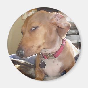Magnet Side Eye Dog Meme Magneet