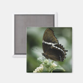 Magnet Siproeta (Recto/Verso)