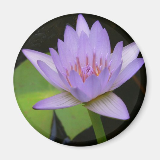 Magnet, Soft Lavender Water Lily Magneet (Voorkant)