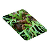 Magnet - Staghorn Fern (Côté Droit)