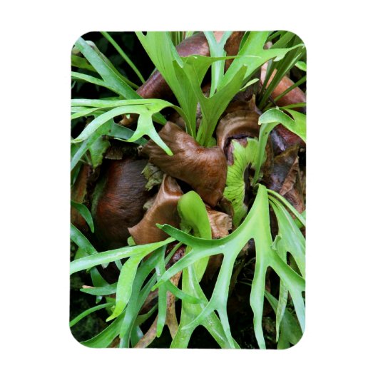 Magnet - Staghorn Fern (Vertical)