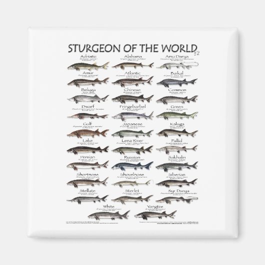 MAGNET - STURGEON VAN HET WERELDWIJDE POSTER MAGNEET (Voorkant)