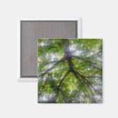 Magnet - Sun Trees (Ohio) (Recto/Verso)