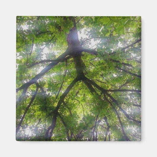 Magnet - Sun Trees (Ohio) (Devant)