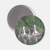 Magnet SW et Cygnets (Recto/Verso)