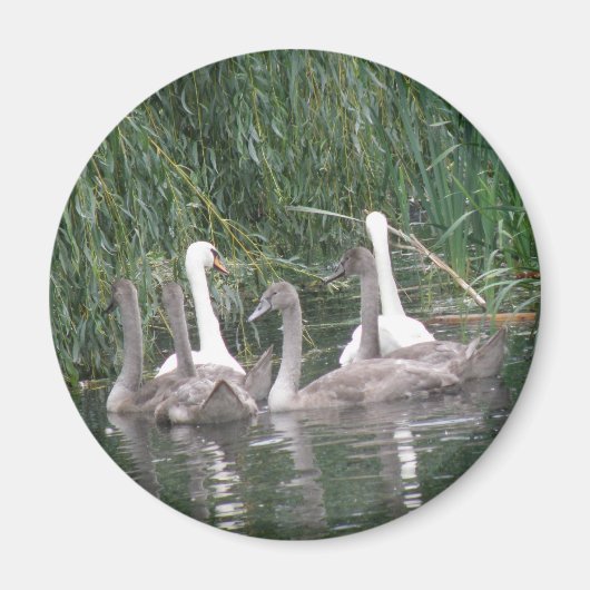 Magnet SW et Cygnets (Devant)