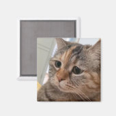 Magnet Talking Cats Meme Magneet (Voorkant / Achterkant)