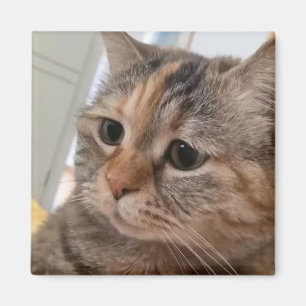 Magnet Talking Cats Meme Magneet
