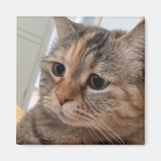 Magnet Talking Cats Meme Magneet (Voorkant)