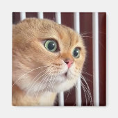 Magnet Talking Cats Meme Magneet (Voorkant)