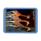 Magnet - the Giraffes at the Bronx (Horizontal)