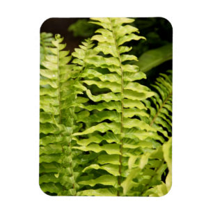 Magnet - Tiger Fern Magneet